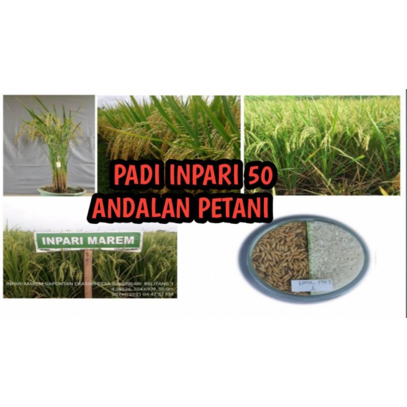 JUAL BENIH PADI INPARI 50 ( 5KG )