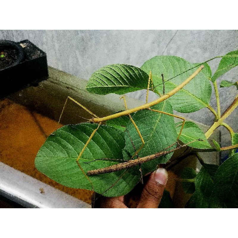 stick insect