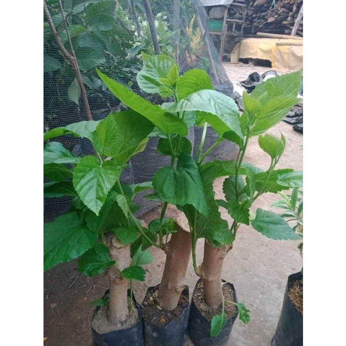 bibit buah long murbei tanaman murbei berbuah panjang AA1 sukses