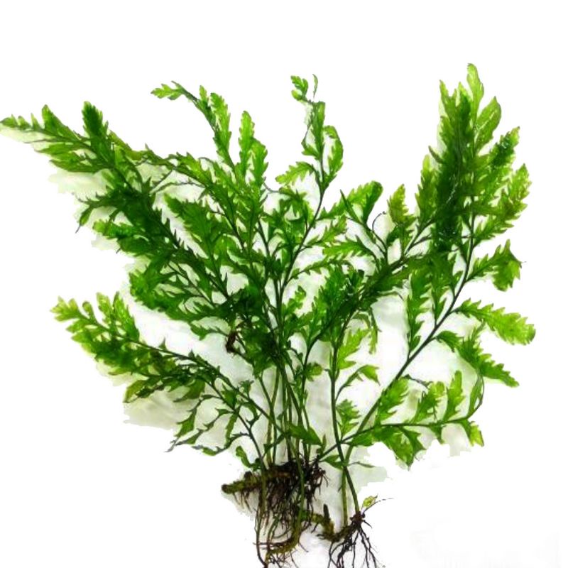 Bolbitis low co2 tanaman aquascape