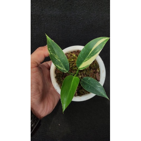 philodendron Green Congo varigata
