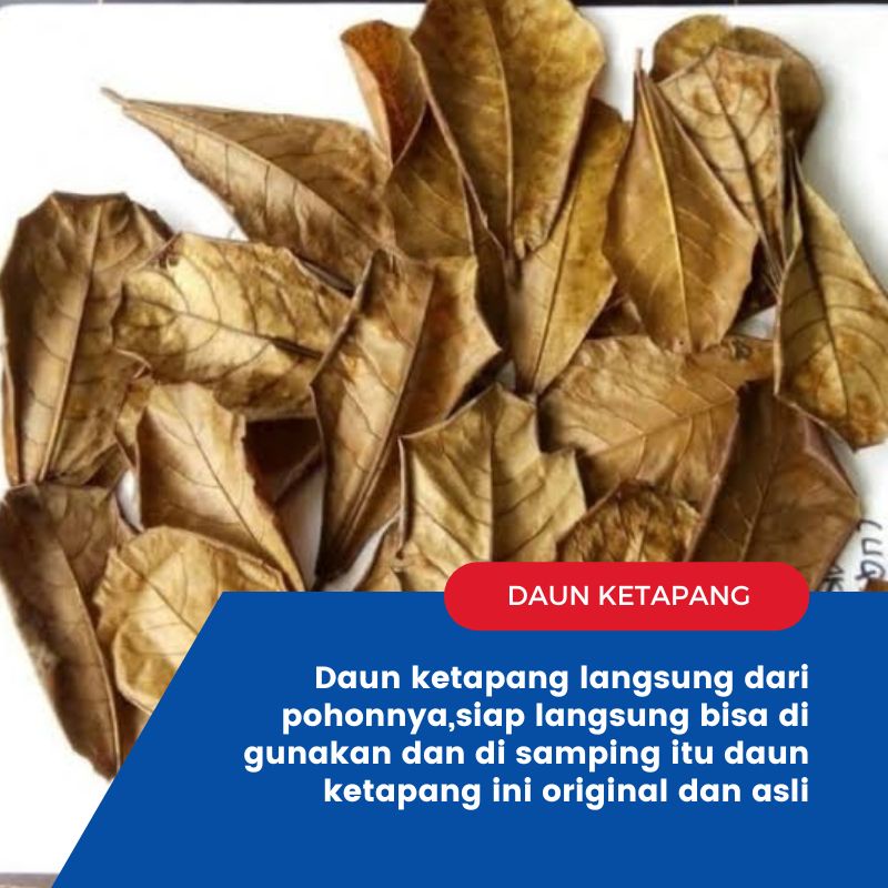 Daun ketapang original Daun Ketapang Ketapang daun Ketapang kering daun cupang daun Ketapang cupang 
