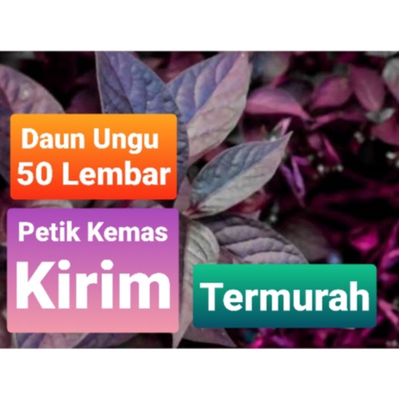 

Daun ungu handeuleum obat herbal kesehatan