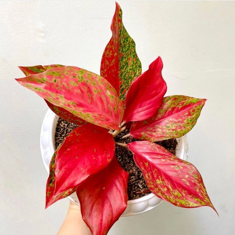 aglonema red moon - tanaman hias aglonema aglaonema red moon - aglonema merah - bunga aglonema murah