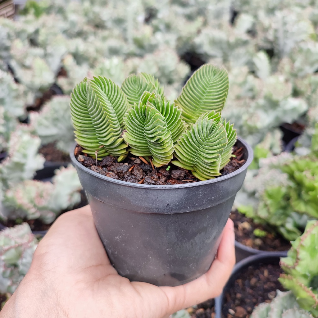 Crassula Budha Temple | D 10 Cm | Sukulen