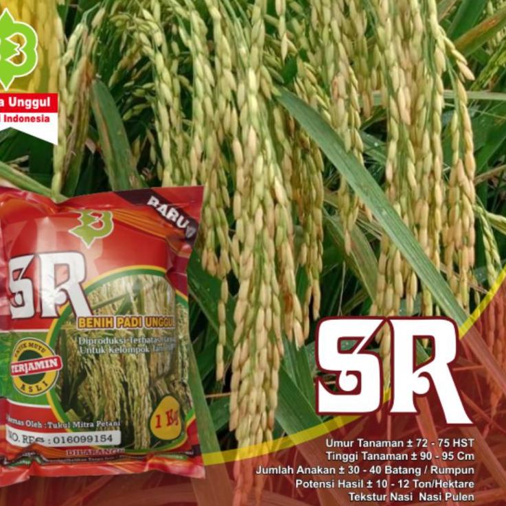 ♣ Padi Unggul SR Super Genjah Terbaru ➷