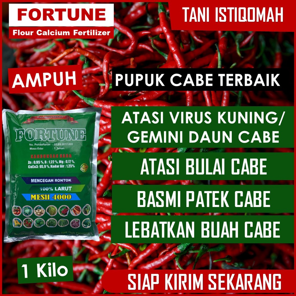 1KG PUPUK CABE TERBAIK ANTI LAYU & RONTOK, PUPUK FORTUNE ANTI BUSUK BUAH LAYU DAUN CABE PALING LARIS