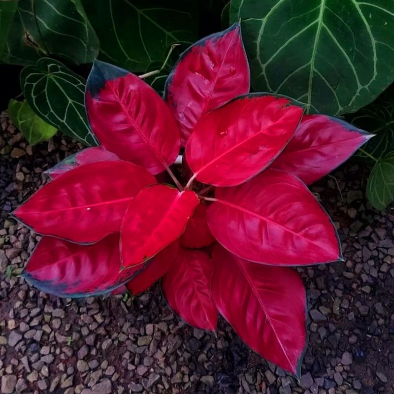 Aglonema suksom jaipong mutasi merah merona (Tanaman hias aglaonema suksom jaipong) - tanaman hias hidup - bunga hidup - bunga aglonema - aglaonema merah - aglonema merah - aglaonema murah - aglaonema murah / Florist Nursery