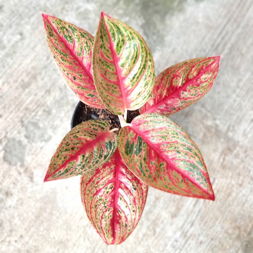 Aglonema Red Legacy Dewasa Rimbun / Aglo Red Legasi