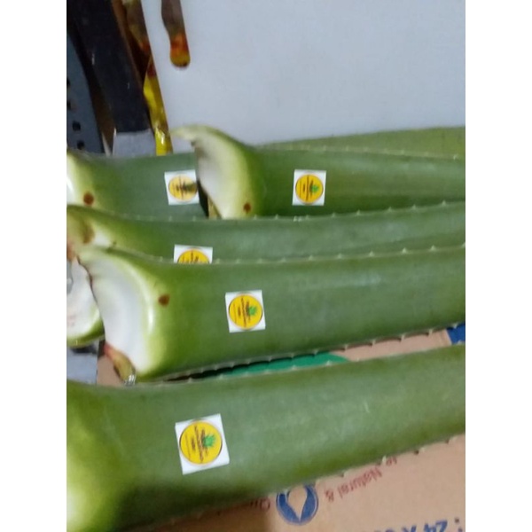 

lidah buaya perbatang barbadensis organik 300 /400 grm