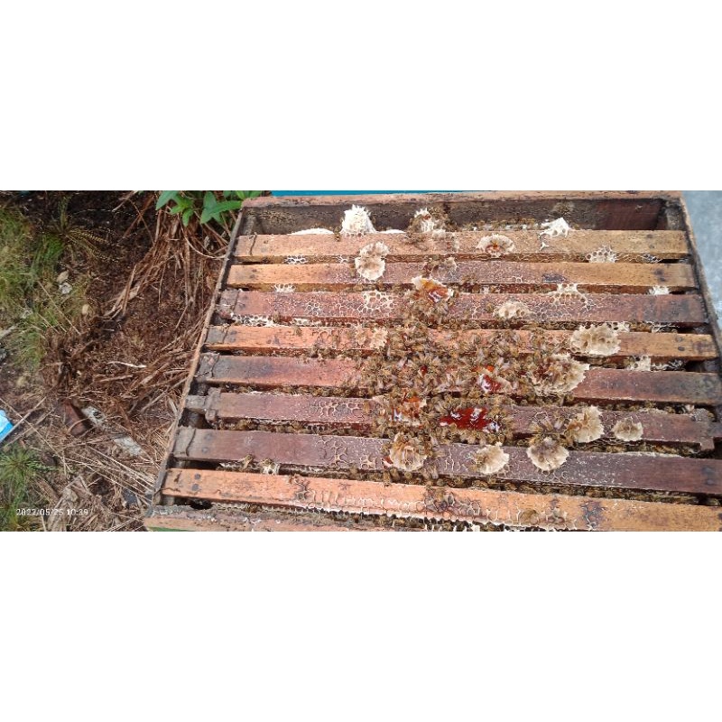 jual bibit lebah madu apis mellifera