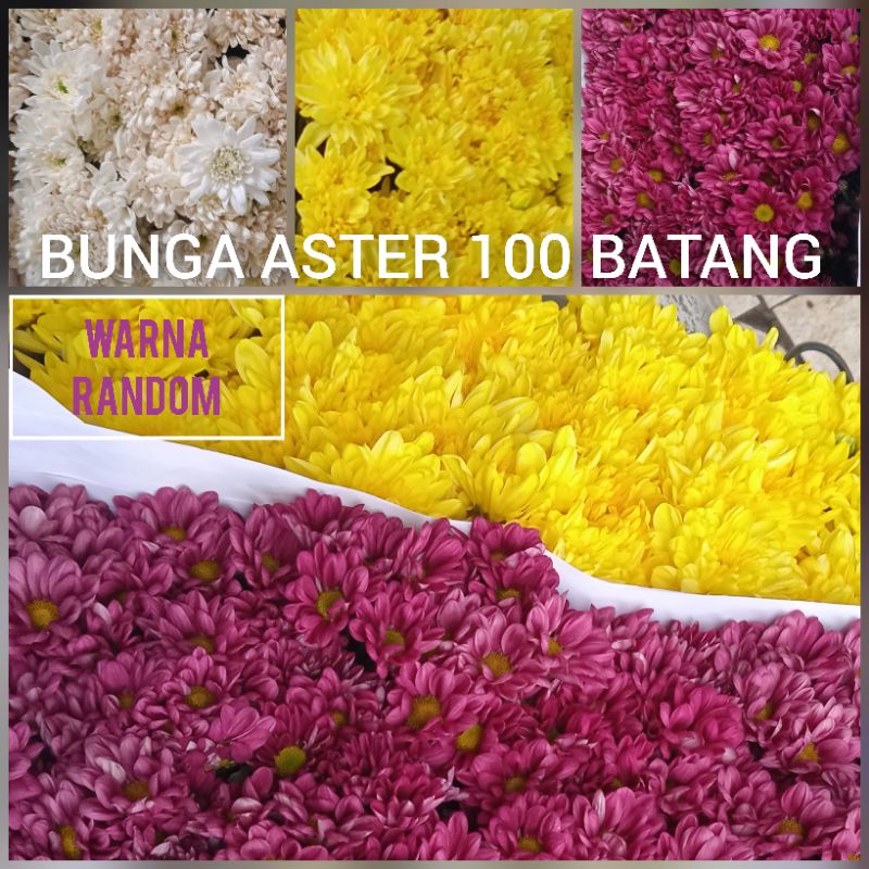 bunga aster 100 batang bunga potong segar