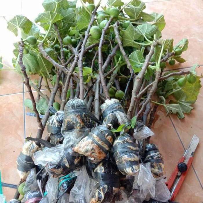 Tanaman obat hidup Bibit pohon buah tin kuning jumbo Excel CCC