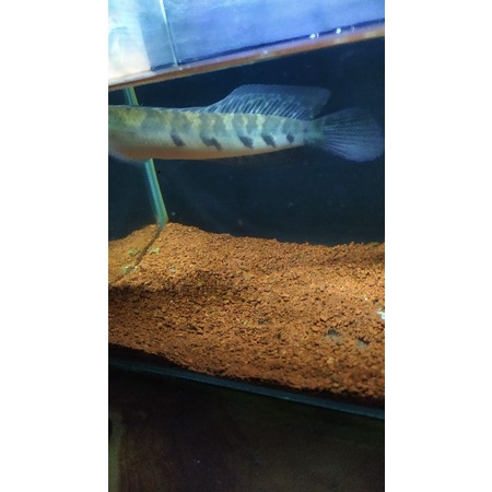 

chana maru simet 5/5 uk 20cm langsung kirim