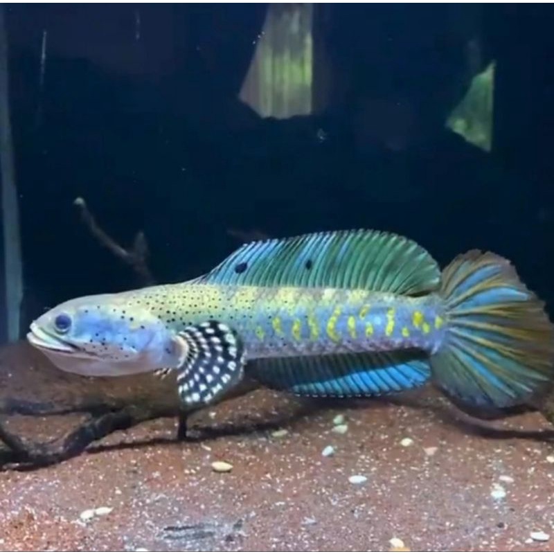 Blue pulcra ,original size 9-15 cm