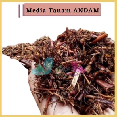 Sekarganes Media Tanam Andam Pakis Bambu Fermentasi Tanaman Pakis Halus Kemasan 1Liter Untuk Tanaman Hias Anggrek Aglonema Calathea Caladium Anthurium