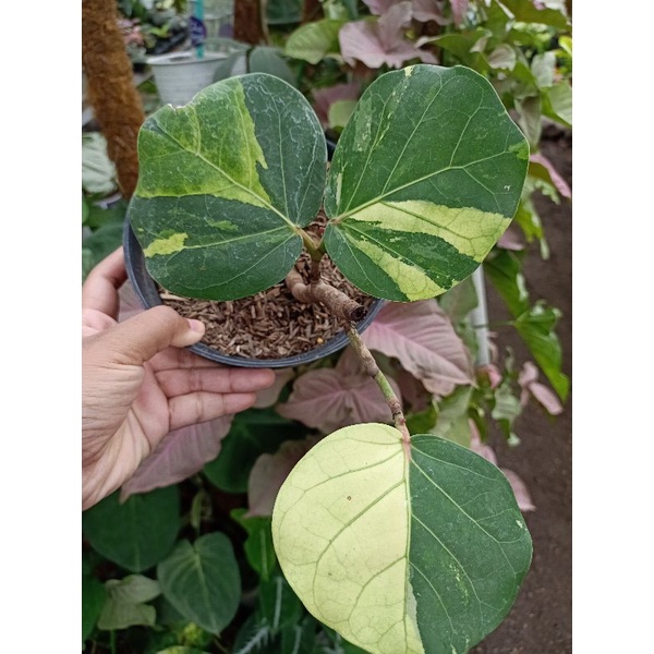 cocoloba uvifera variegata / anggur laut variegata