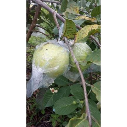 

(♥C6369] PROMO Jamkris Jambu Kristal 1 kg (1000gram)
