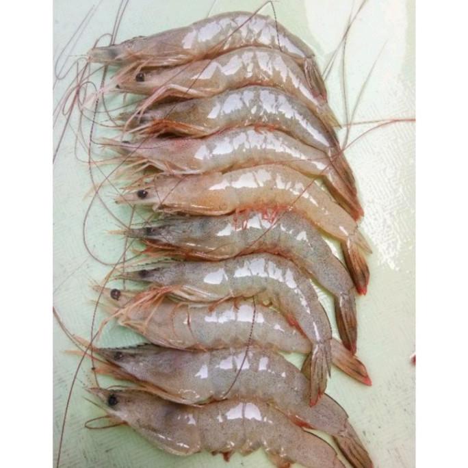 

Udang Peci Segar 1Kg