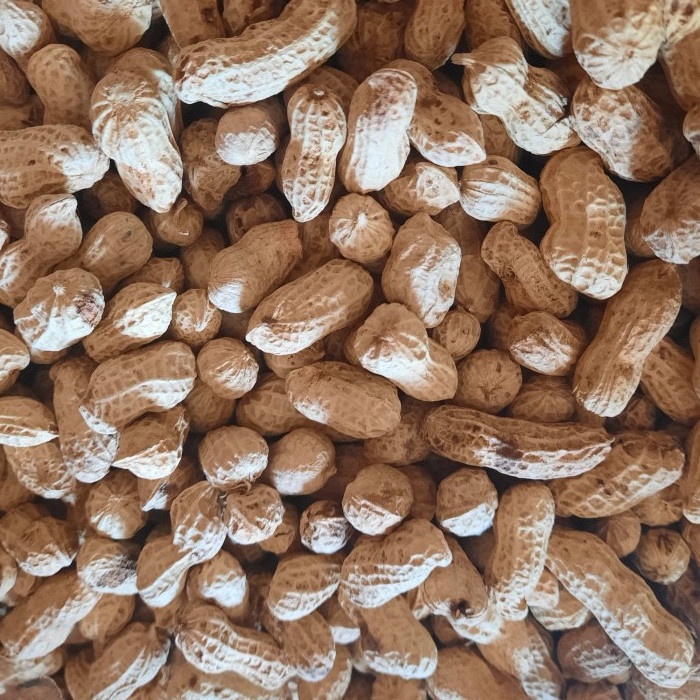 

Kacang Kulit Oven 250 GR ORIGINAL
