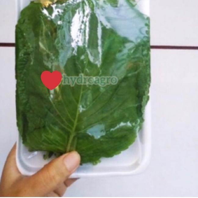 

♙ Daun Wijen Korea Korean Bbq Perilla Shiso Sesame Leaf Kkaennip Plant ➵