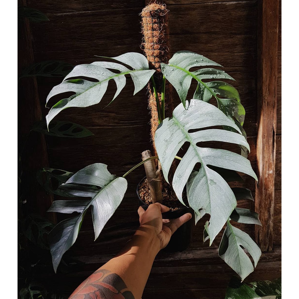 Tanaman Hias Philodendron Cebu Blue / Epipremnum Cebu Blue