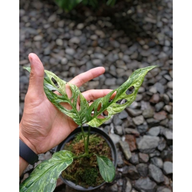 Janda Bolong Varigata