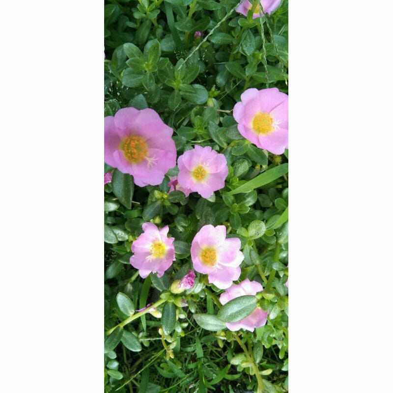 krokot Duna selapis pink