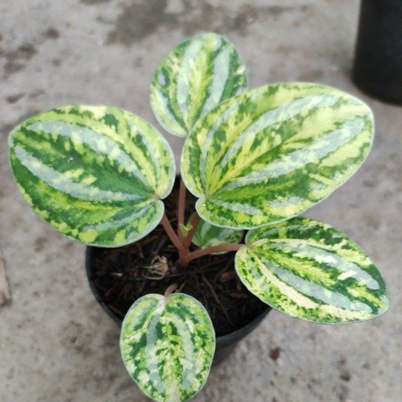 peperomia watermelon variegata