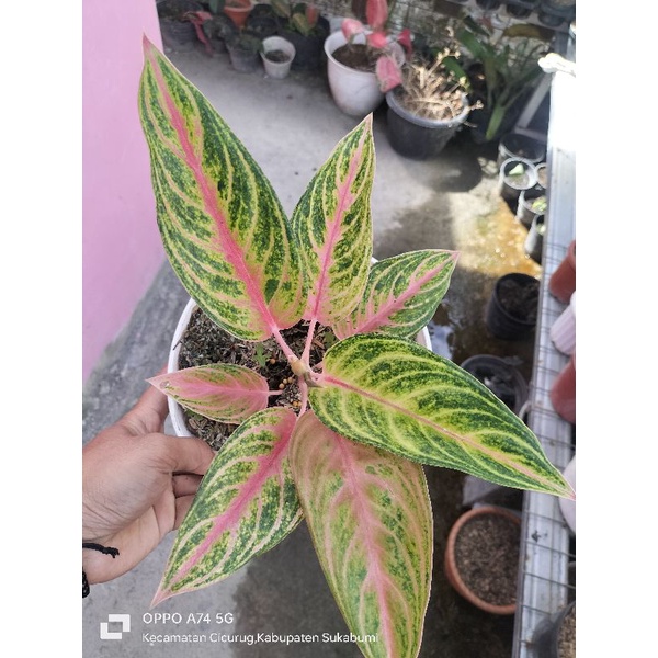 aglonema red panama
