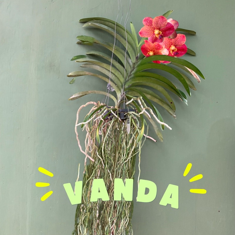 Anggrek Vanda Berbunga dan Siap Berbunga