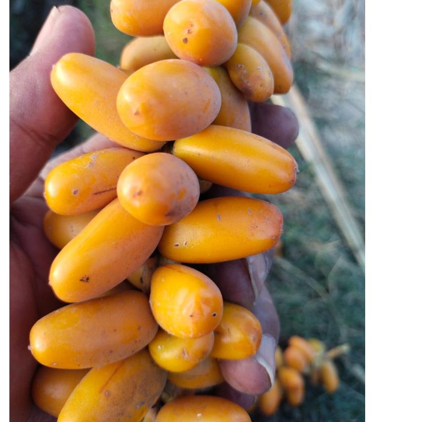 

۩ Kurma Muda Kuning Fresh Mengkel - 1 Kg ۝