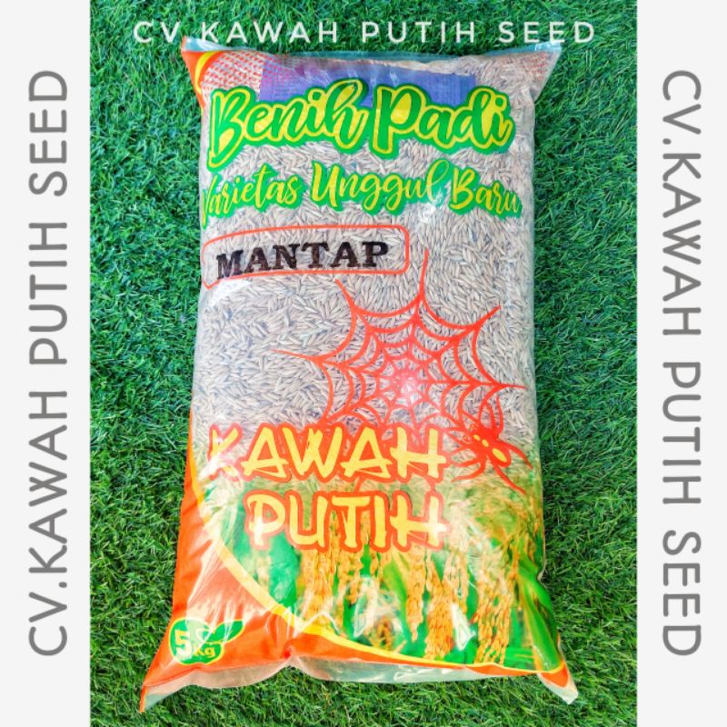 Benih Padi Mantap 5kg Bersertifikat Label Ungu Kawah Putih Seed indramayu