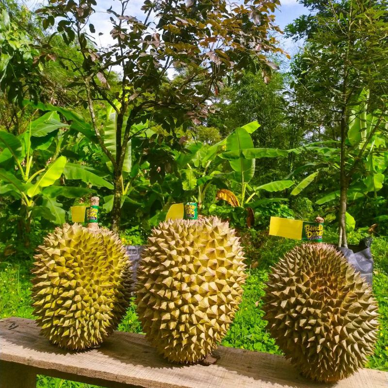 Bibit Durian Duri hitam Batang Besar Ukuran 1 Meter Siap Berbuah