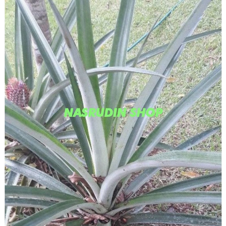 

[Fresh] DAUN NANAS 1KG SEGAR LANGSUNG PETIK