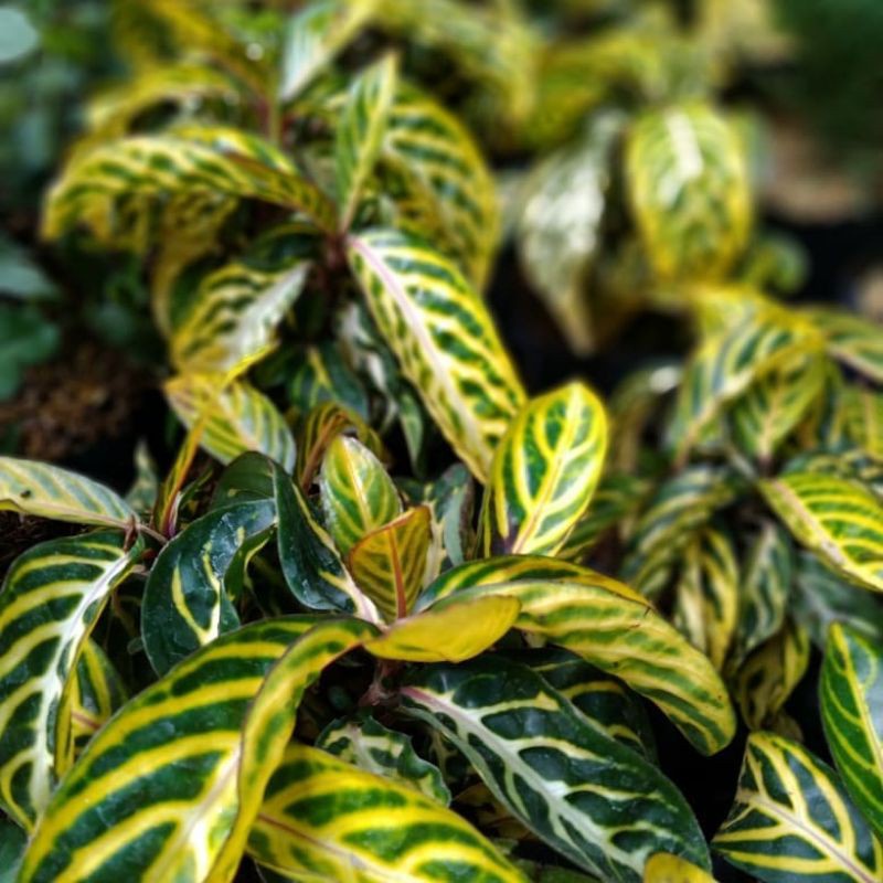 Tanaman Hias Daun Aphelandra Kuning  (Aphelandra squarrosa) - bibit tanaman apelandra kuning - flori