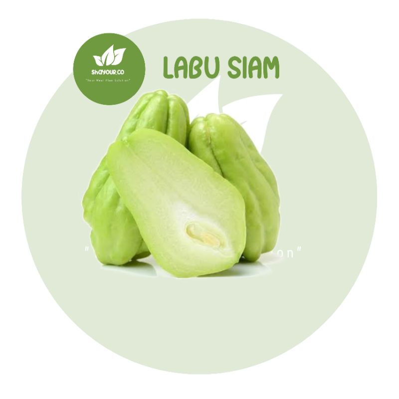 

Labu Siam / Jipang / Jepan / Jipan - shayour.co