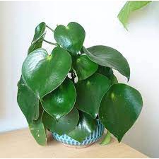 Tanaman hias Peperomia polybotria / paperomia raindrop - Bibit tanaman hias hidup paperomia  - TitipBibit