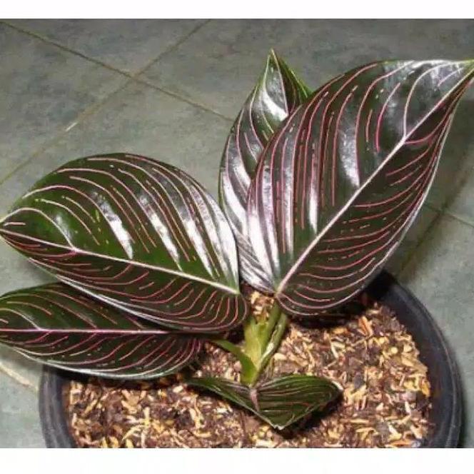 Terlaku... aglonema rotundum aceh - rotundum aceh dewasa