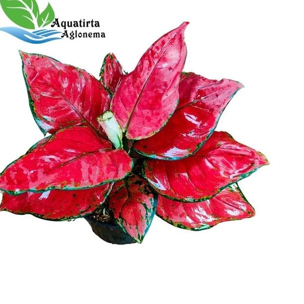 ♬ RED ANJAMANI SUPER JUMBO - Tanaman Hias Aglonema / Aglaonema ✪