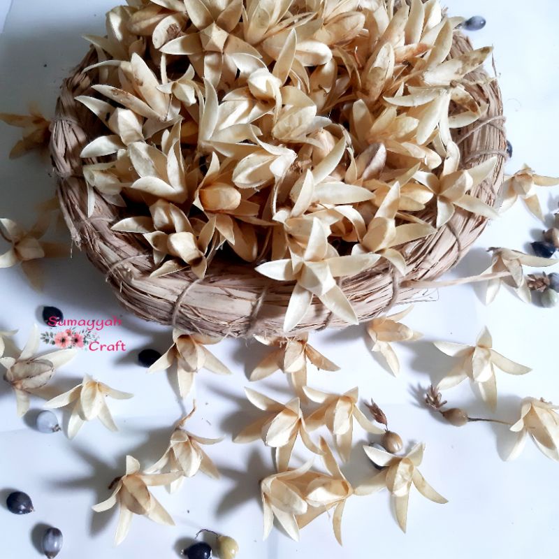 Biji suren Bleaching/ 30 biji