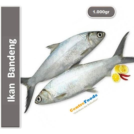 

Ikan Bandeng - Milk Fish Fresh | 1.000gr [ Harga Per KG ]