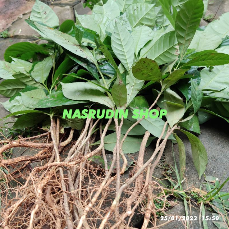 

[Fresh] BIBIT KOPI ROBUSTA SIAP TANAM PERPOHON CABUTAN BUKAN BIBIT KOPI ARABIKA PROMO PRODUK TERBARU