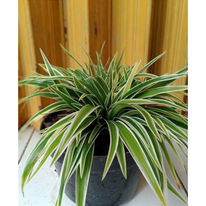 tanaman spider plant/tanaman es lilin
