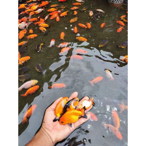Ikan Hias Ranchu Gred A kualitas Bagus Banget Cocok Buat Isi Aquarium Anda