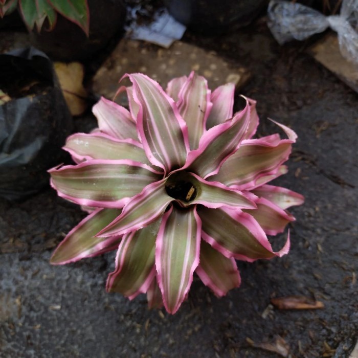 Tanaman hias kerang nanas pink besar, tanaman hias cryptantus