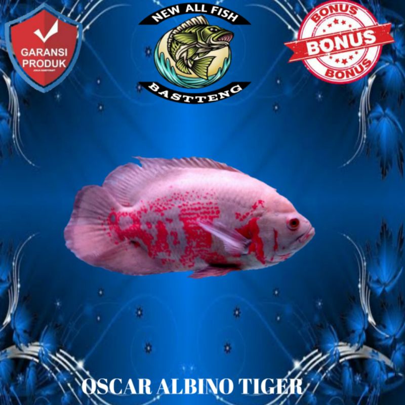 OSCAR TIGER BATIK, ALBINO TIGER, ALBINO PARIS, TEMBAGA SIZE 3JARI BERKUALITAS