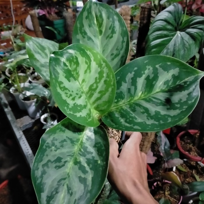 aglonema green cobra murah