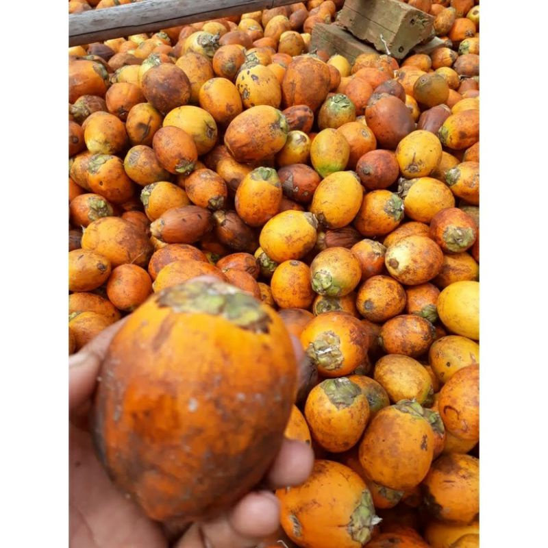 Buah Pinang Betara 1 kg Siap Semai Bagus Untuk Bibit Matang dipohon