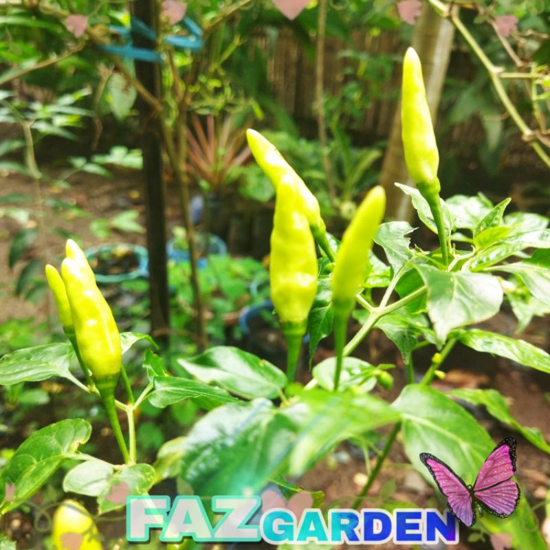

1/4 cabe lalap segar LANGSUNG PETIK cabe rawit hijau